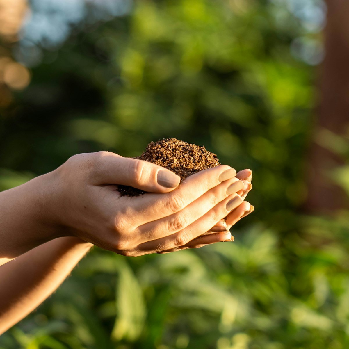 Hands holding soil and a seedling, a symbol of environmental and social care