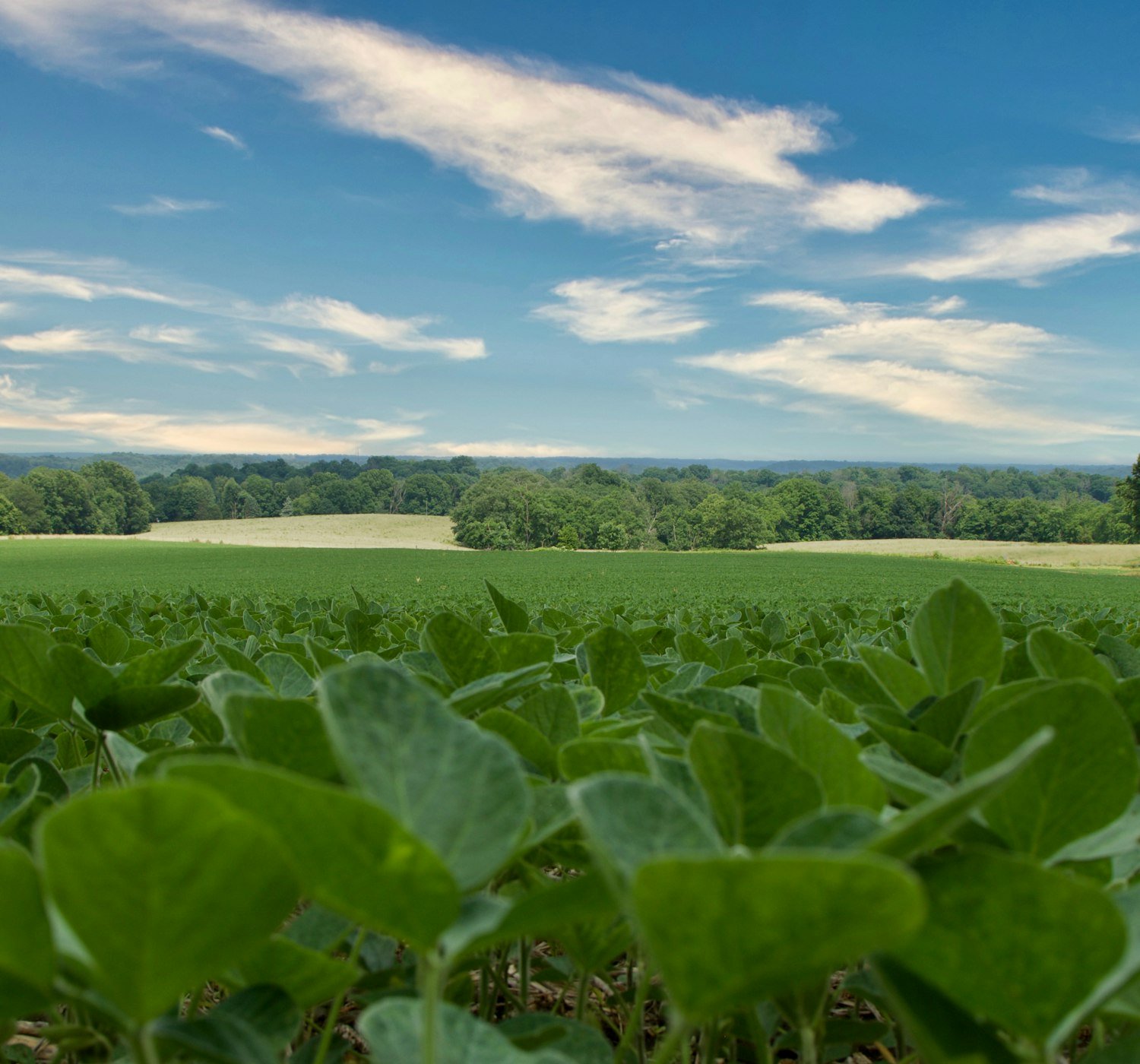 Soybean field under a blue sky