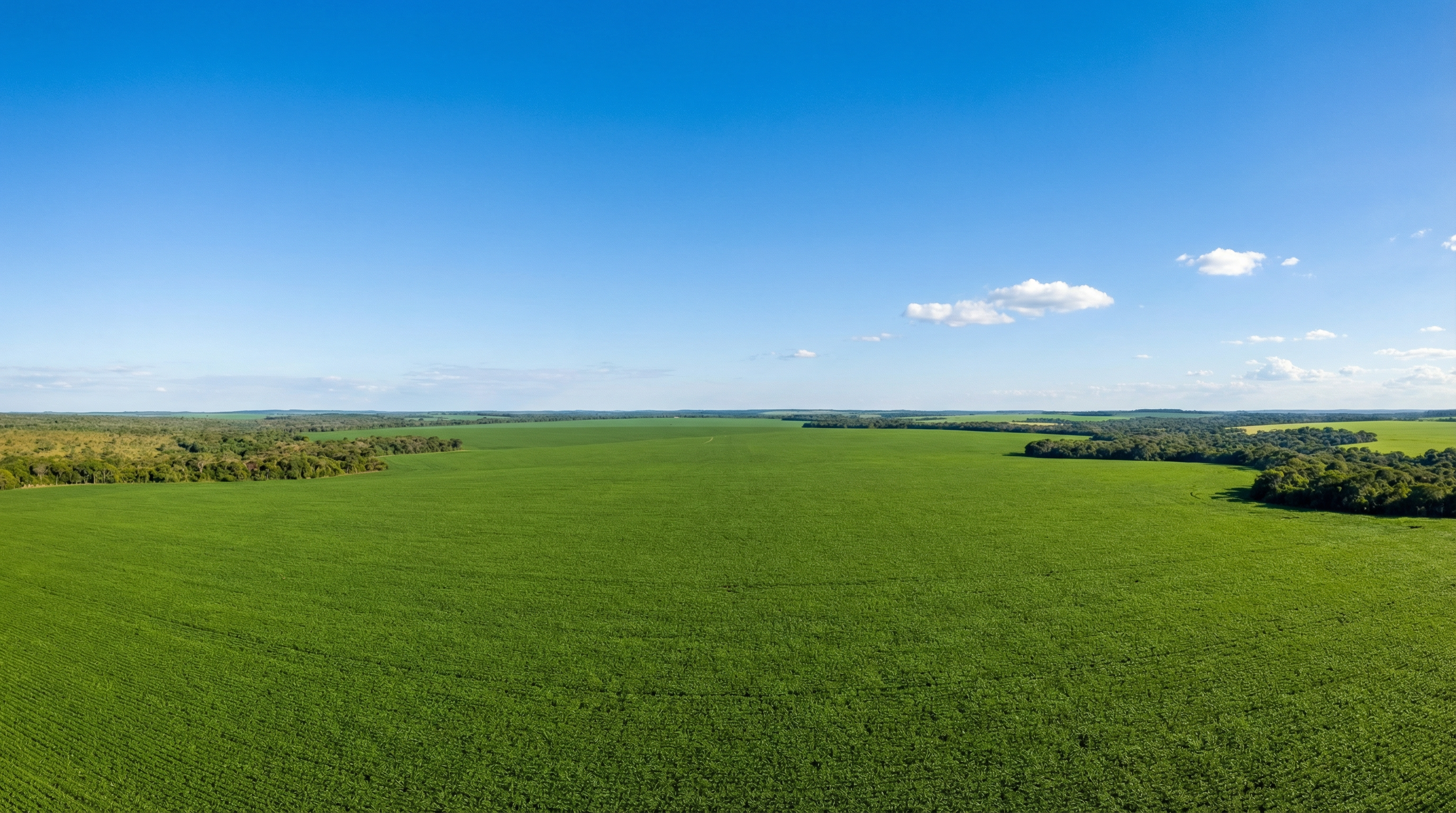 Campo de soja sustentável no Brasil, com vegetação preservada e céu azul